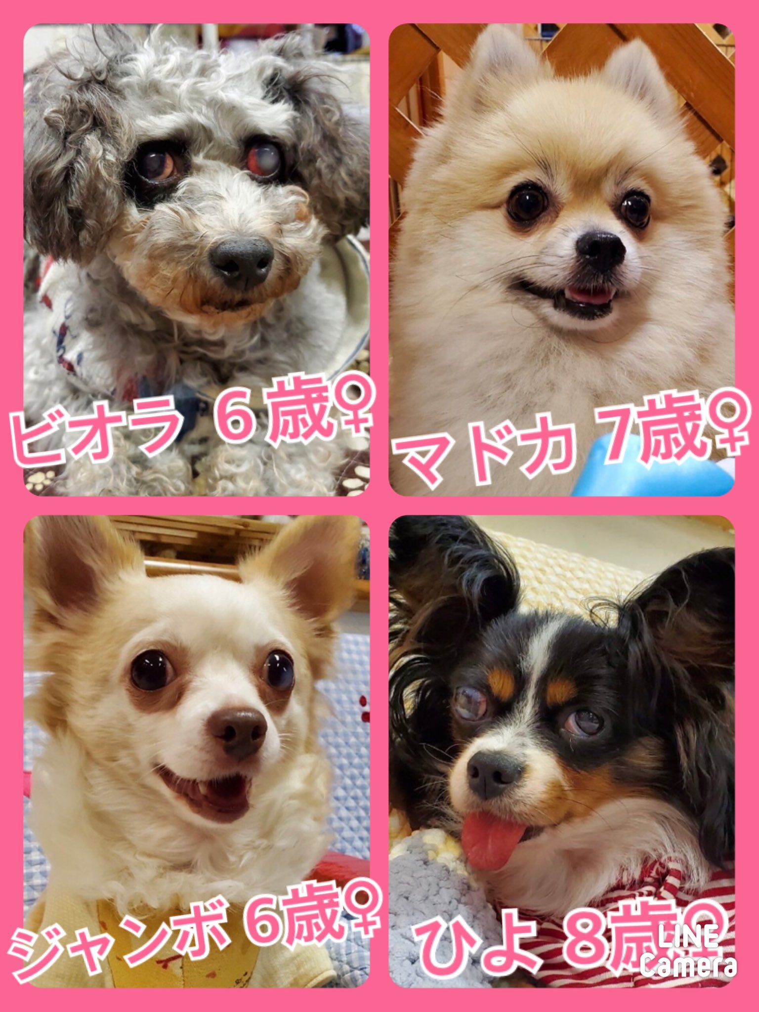 🐾今日の里親様募集中ワンコ🐶メンバーです🐾2020,9,22